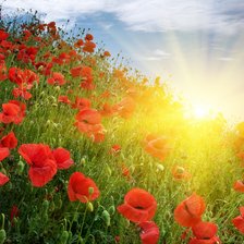 Схема вышивки «Маки»