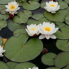 Схема вышивки «Лилии»