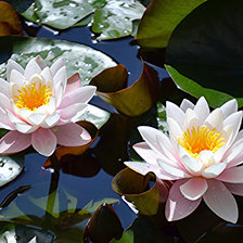 Схема вышивки «Лилии»