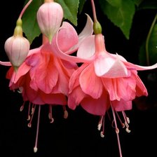 Схема вышивки «Peachy фуксия»