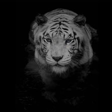 tigre tela negra