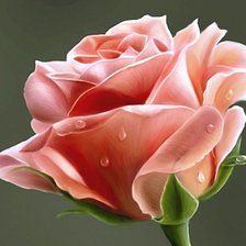 Схема вышивки «Роза»