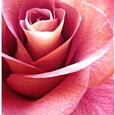 Схема вышивки «Розовая роза»