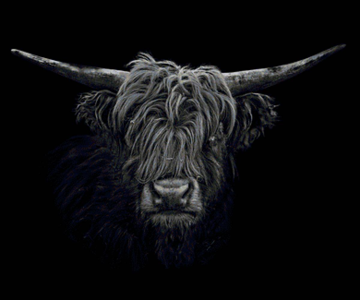 Черный бык - символ года, бык - предпросмотр