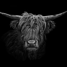 Схема вышивки «Черный бык»