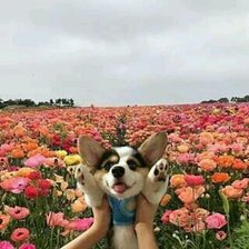 Схема вышивки «№2247264»