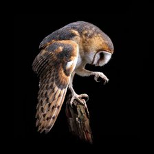 Схема вышивки «Сипуха»