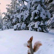 Схема вышивки «белка»