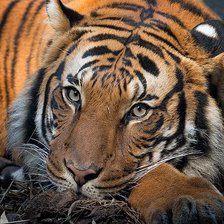 Схема вышивки «дикие»