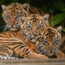 Схема вышивки «Тигрята»