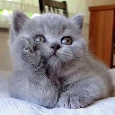 Схема вышивки «№2248564»