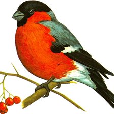 Схема вышивки «снегирь»