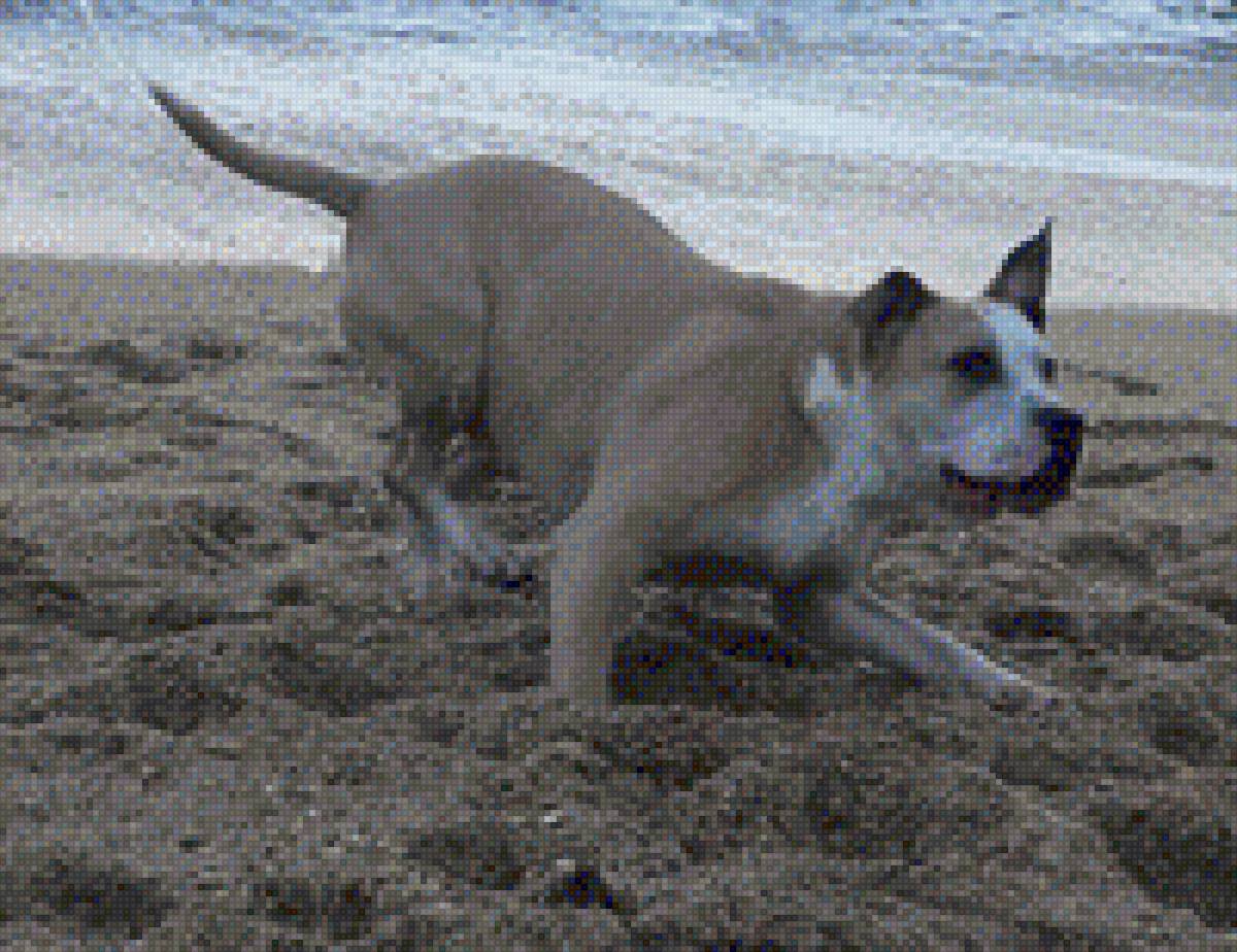 perro - предпросмотр