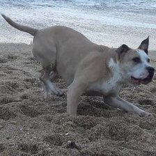 Схема вышивки «perro»