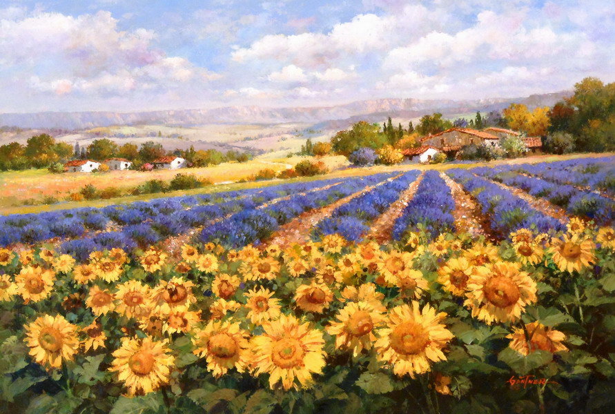 подсолнухи и лаванда - поле - оригинал