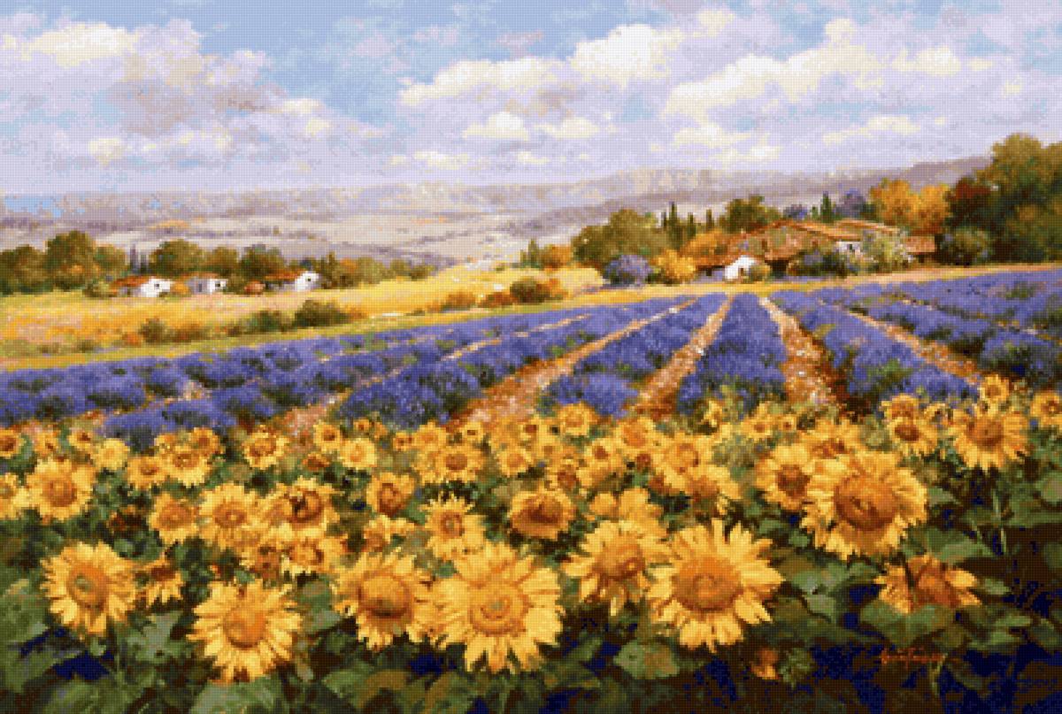 подсолнухи и лаванда - поле - предпросмотр