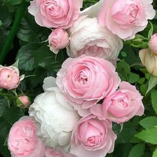 Схема вышивки «Розовое»