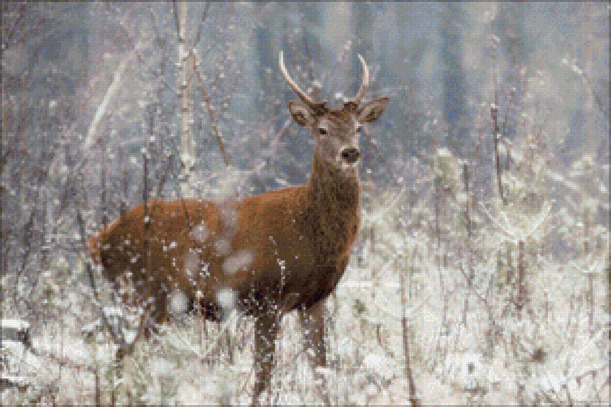 Олень - животные, беларусь, природа, олень - предпросмотр
