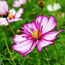 Схема вышивки «Космея»