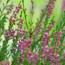 Схема вышивки «Цветочки»