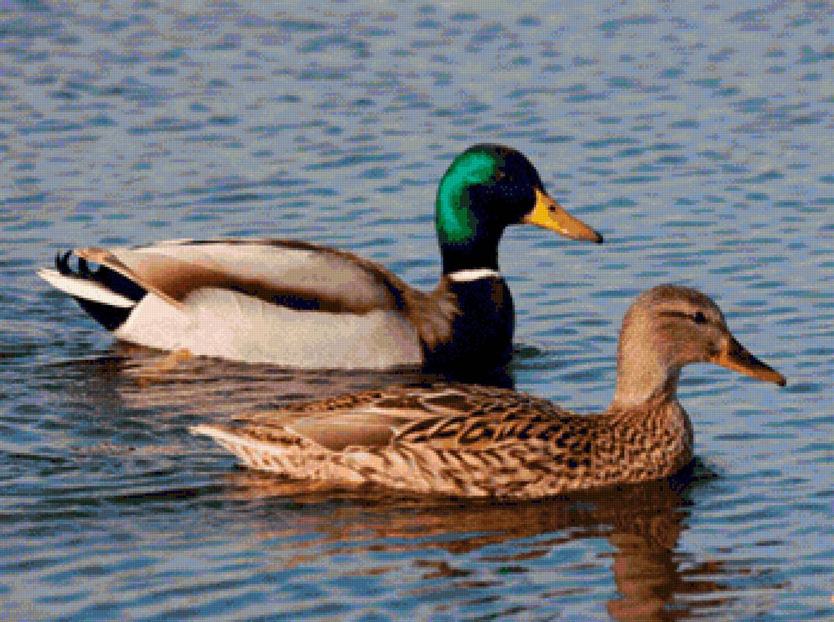 Azulón - предпросмотр