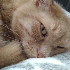 Схема вышивки «Кот»