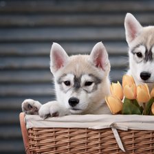 Схема вышивки «собачки»