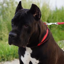 Схема вышивки «Кане-корсо Герда»