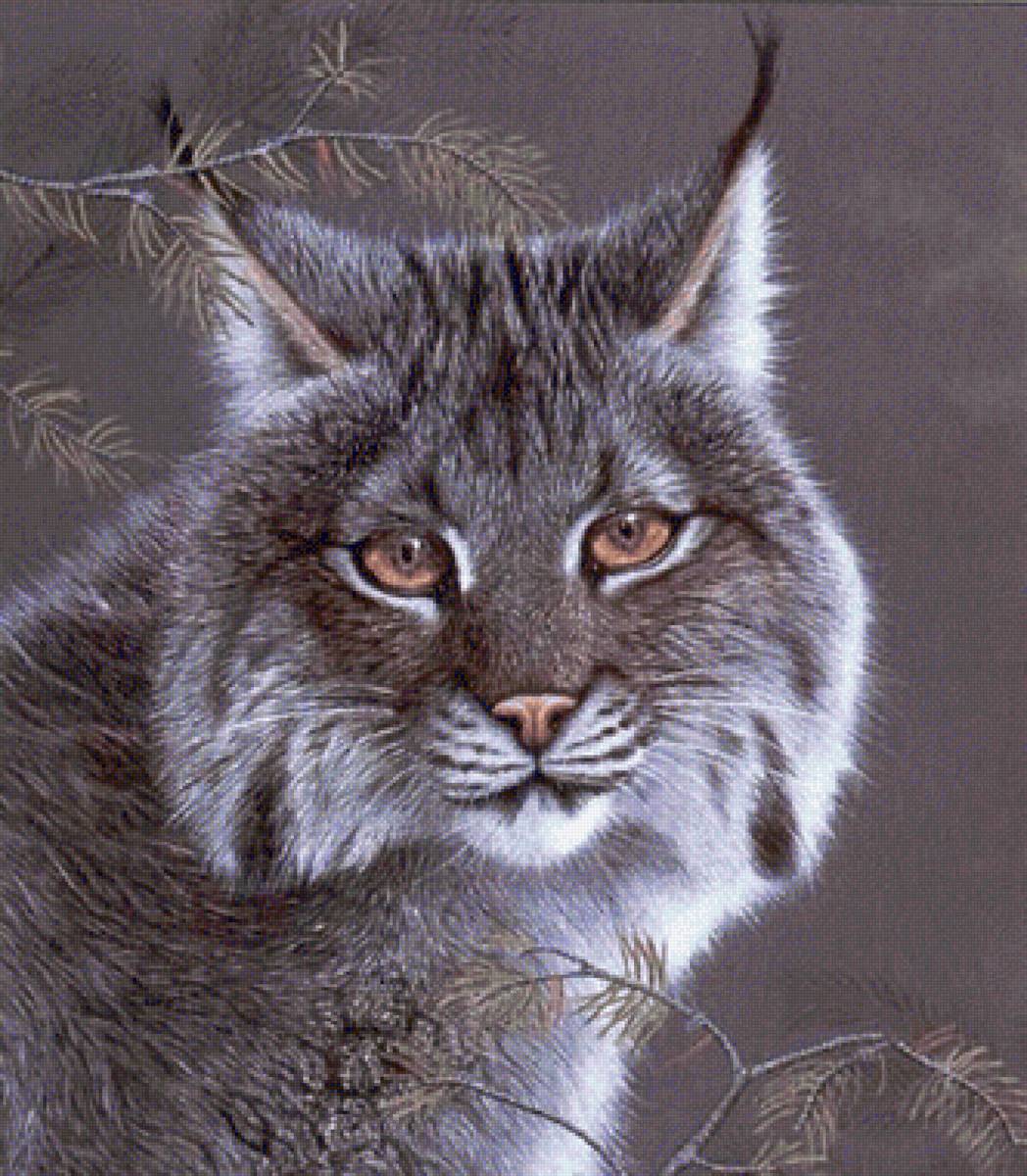 Gato.selvagem. - animais. - предпросмотр