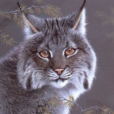 Схема вышивки «Gato.selvagem.»