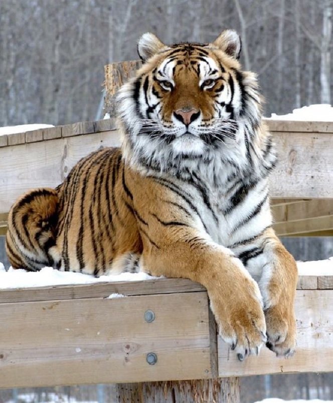 Tigre. - animais. - оригинал