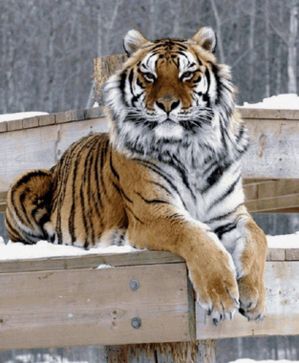 Tigre. - animais. - предпросмотр