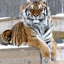 Схема вышивки «Tigre.»