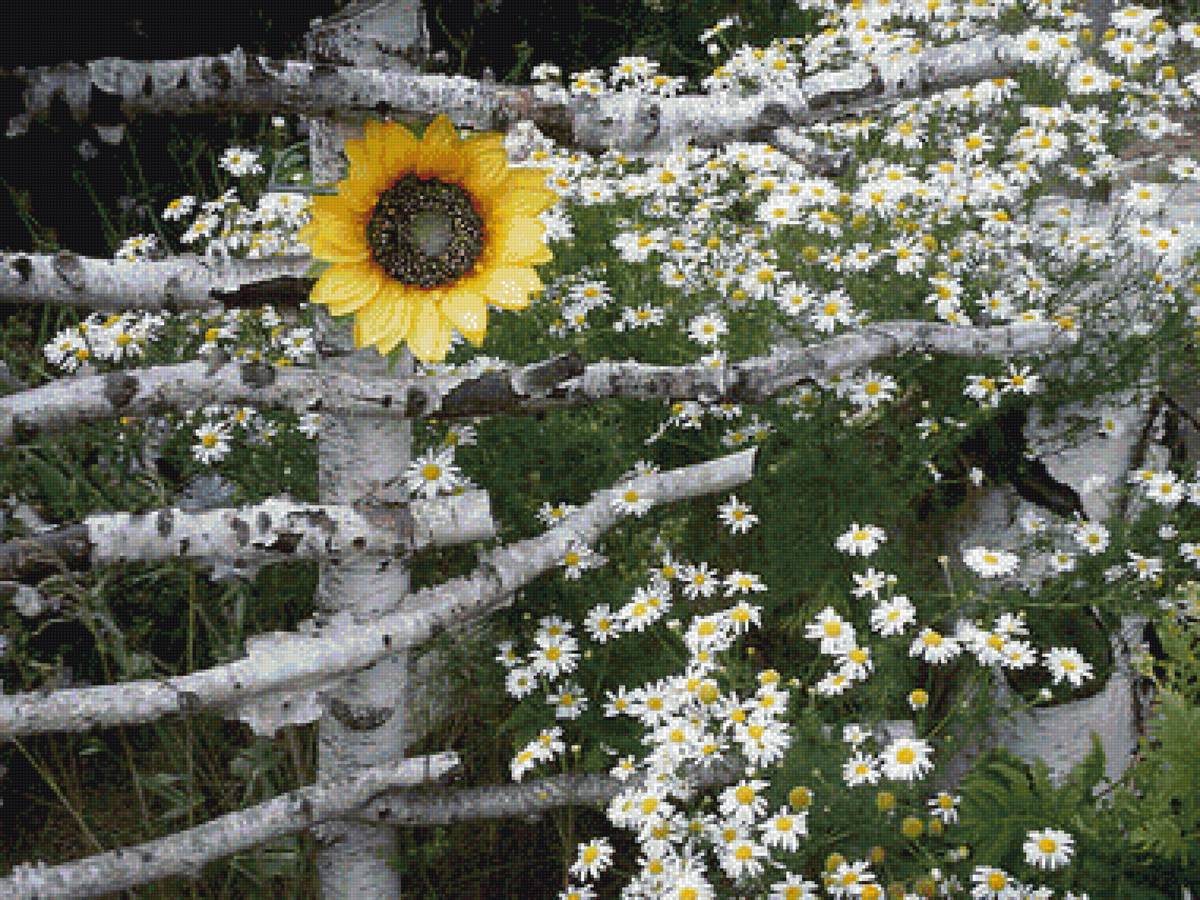 плетень - плетень, природа, пейзаж, пнк, лето, подсолнух, рамашки - предпросмотр
