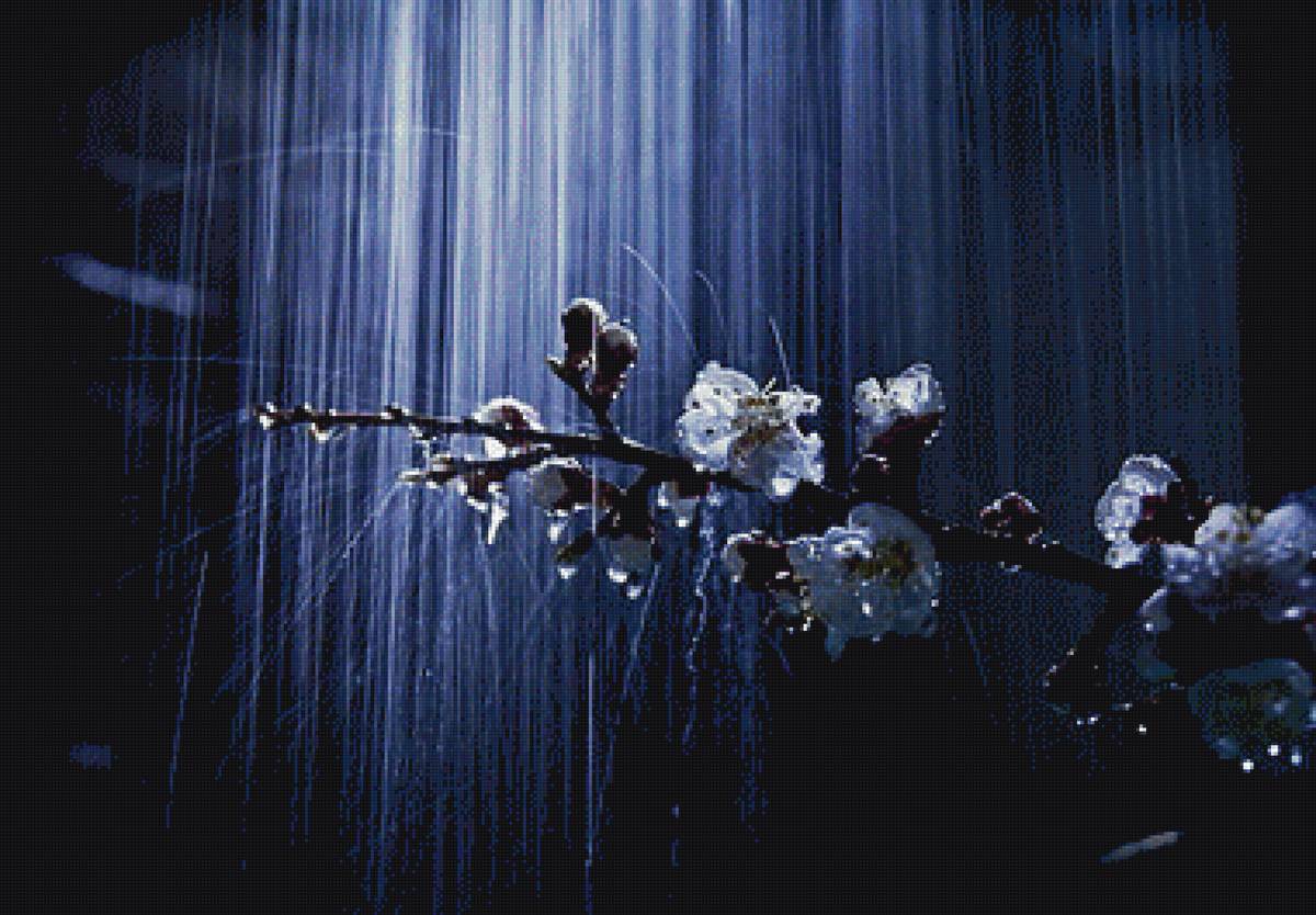 вишня - пнк, цветок, ливень, вишня - предпросмотр