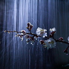 Схема вышивки «вишня»