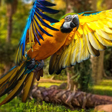 Схема вышивки «Попугай Ара»