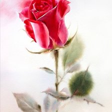 Схема вышивки «Роза»