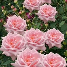 Схема вышивки «Rosas.»