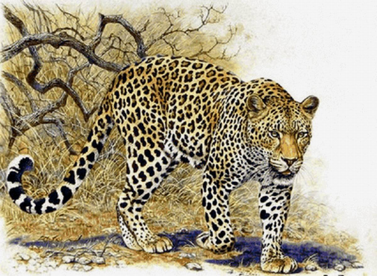 Leopardo. - animais. - предпросмотр