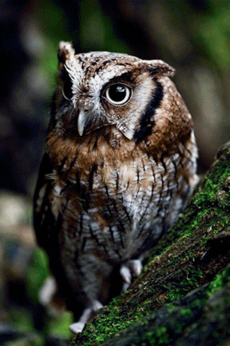 Сова - птицы, сова - предпросмотр