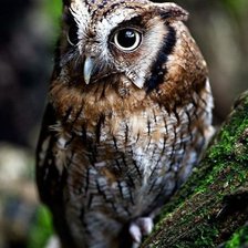 Схема вышивки «Сова»