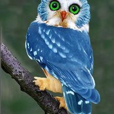 Схема вышивки «Сова»