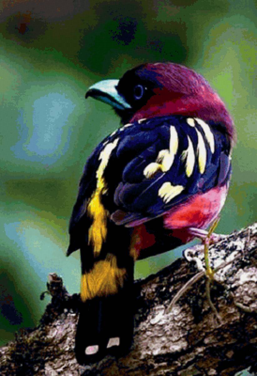 птичка - птицы, дерево - предпросмотр