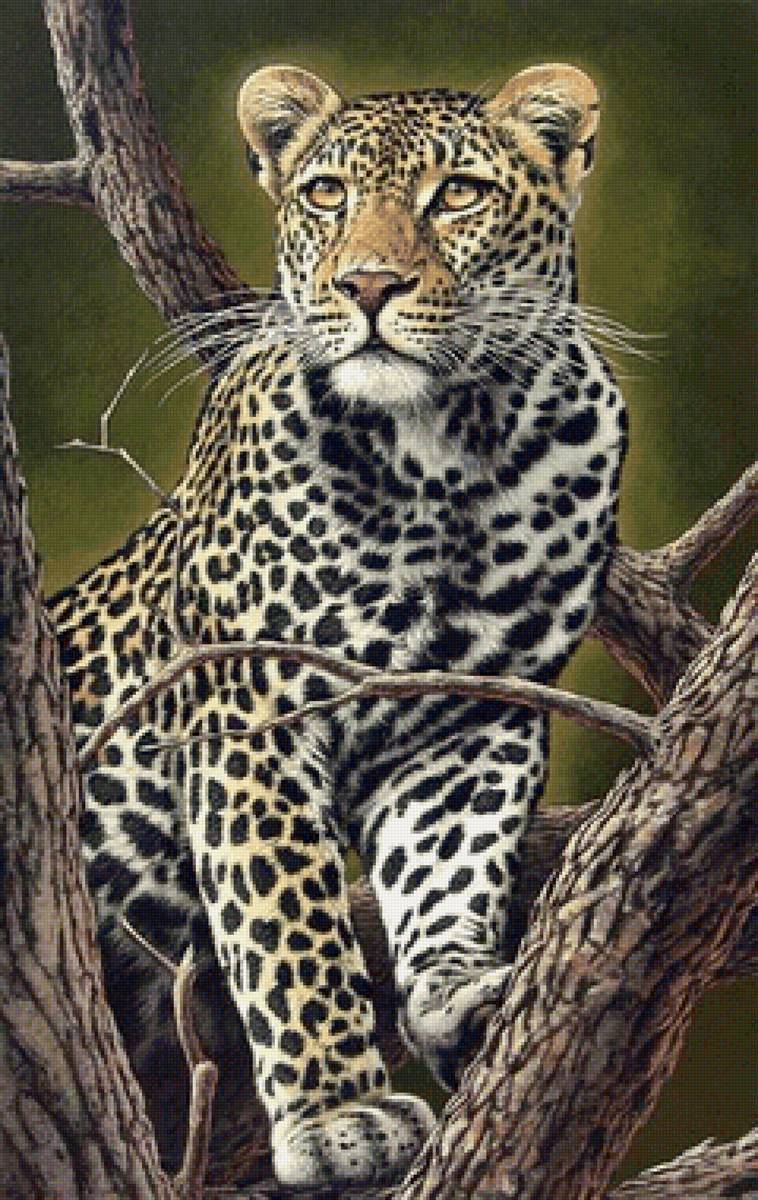 Leopardo. - animais. - предпросмотр