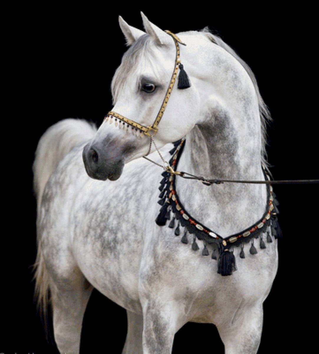 Cavalo ,árabe. - animais. - предпросмотр