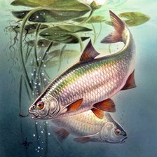 Схема вышивки «Peixes.»