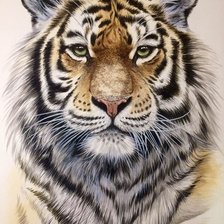 Схема вышивки «Тигр»