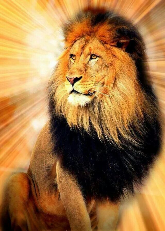 LEÃO - animais. - оригинал