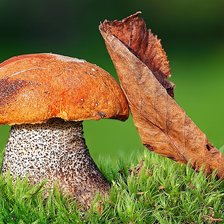 Схема вышивки «Гриб»